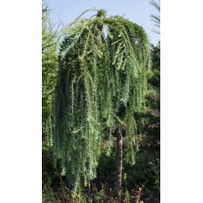 Модрина японська Стіф Віппер 180 см обх стовб 12